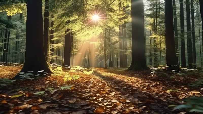 一片森林里，阳光透过树叶洒在地面上 7