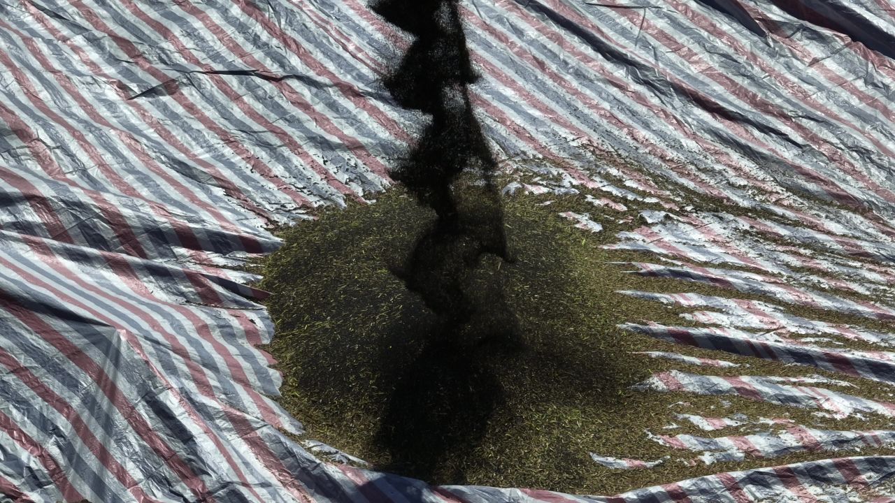 4K航拍昆山农业夏收 29