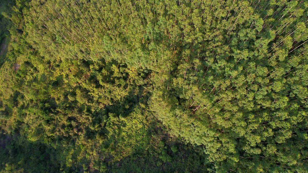 航拍山间绿色森林景观 5