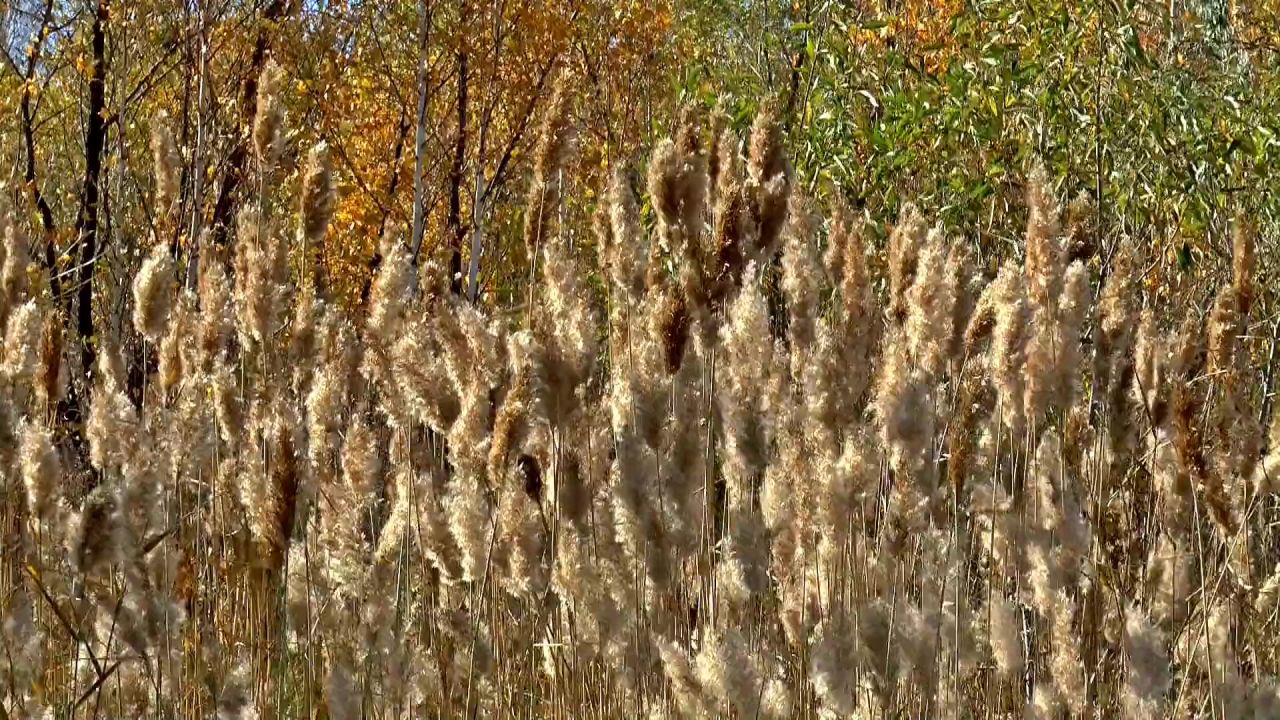 秋季里德风毛茸茸