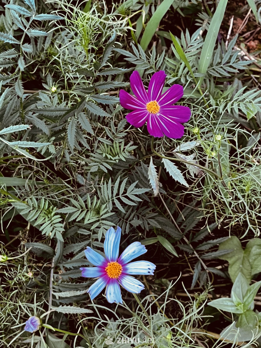 紫蓝双色花与绿叶的和谐