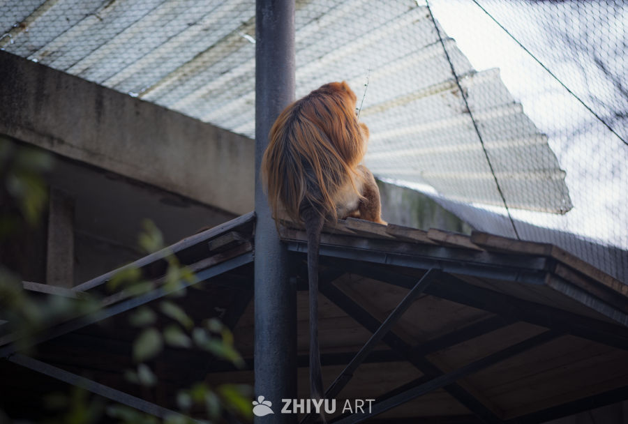 动物园里有什么？