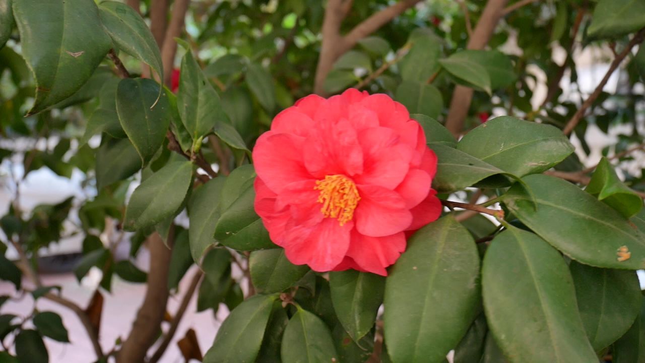 山茶花开红艳艳