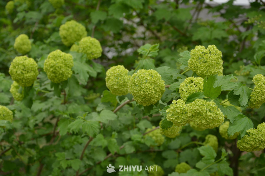 欧洲荚蒾