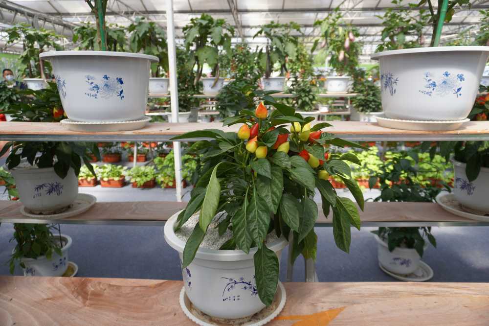 花和植物