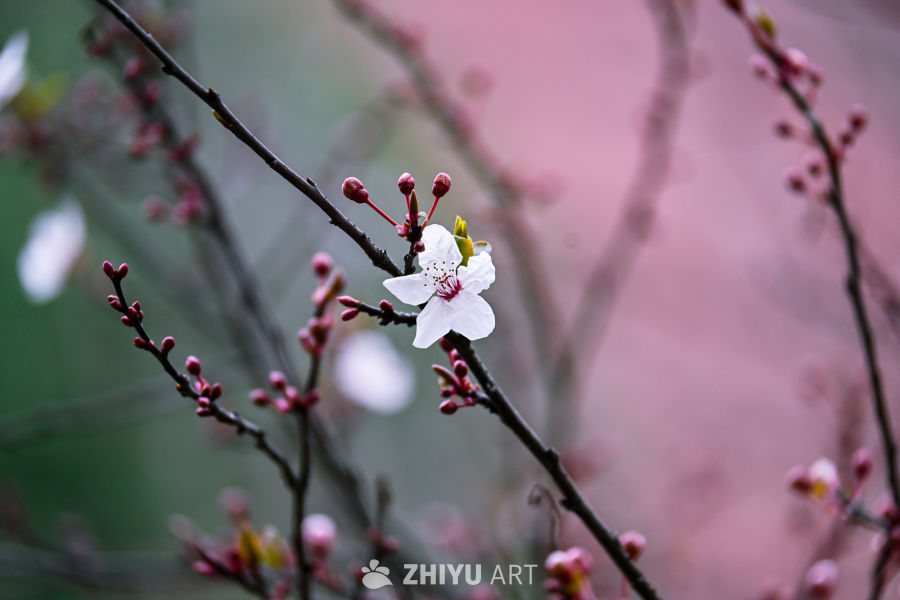 春日樱花绽放