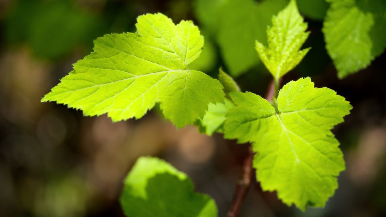 植物树木春天夏天绿油油生机盎然