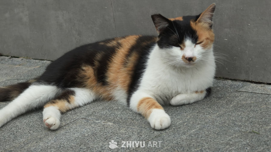 可爱的猫咪