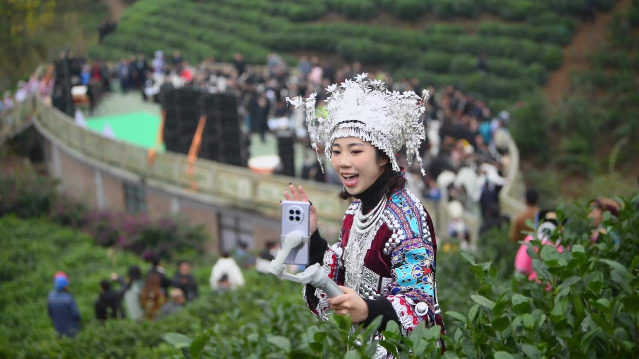 少数民族姑娘茶山直播