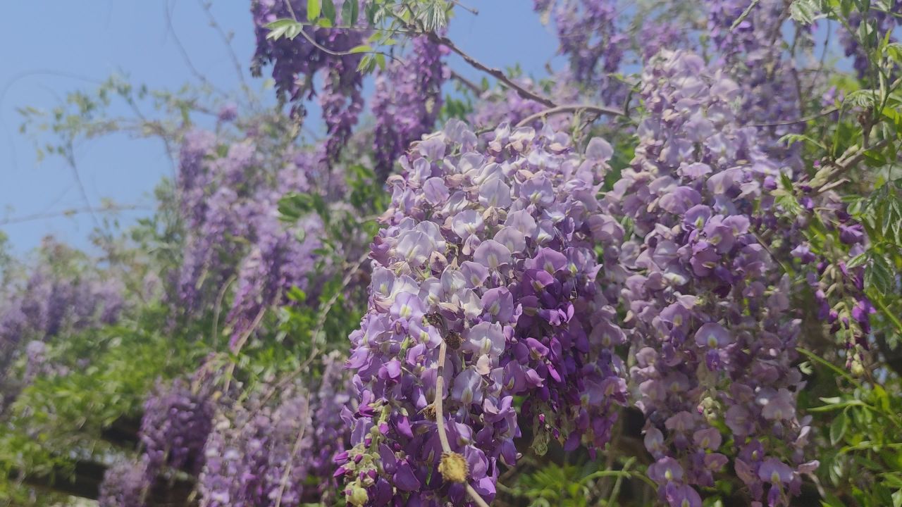 春天 花已开 33