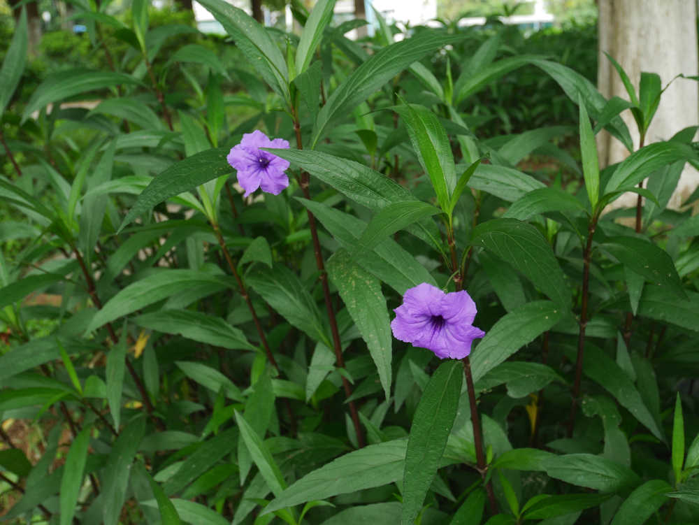 蓝花草紫花两朵