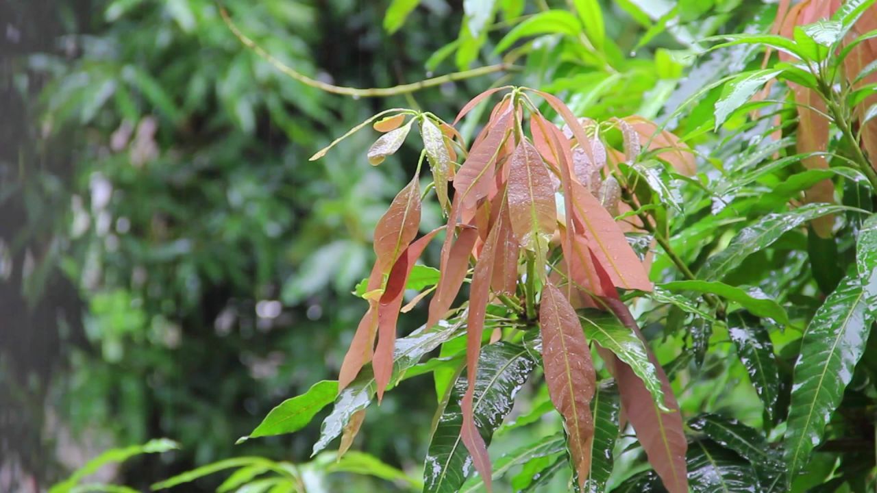 春雨芒果树