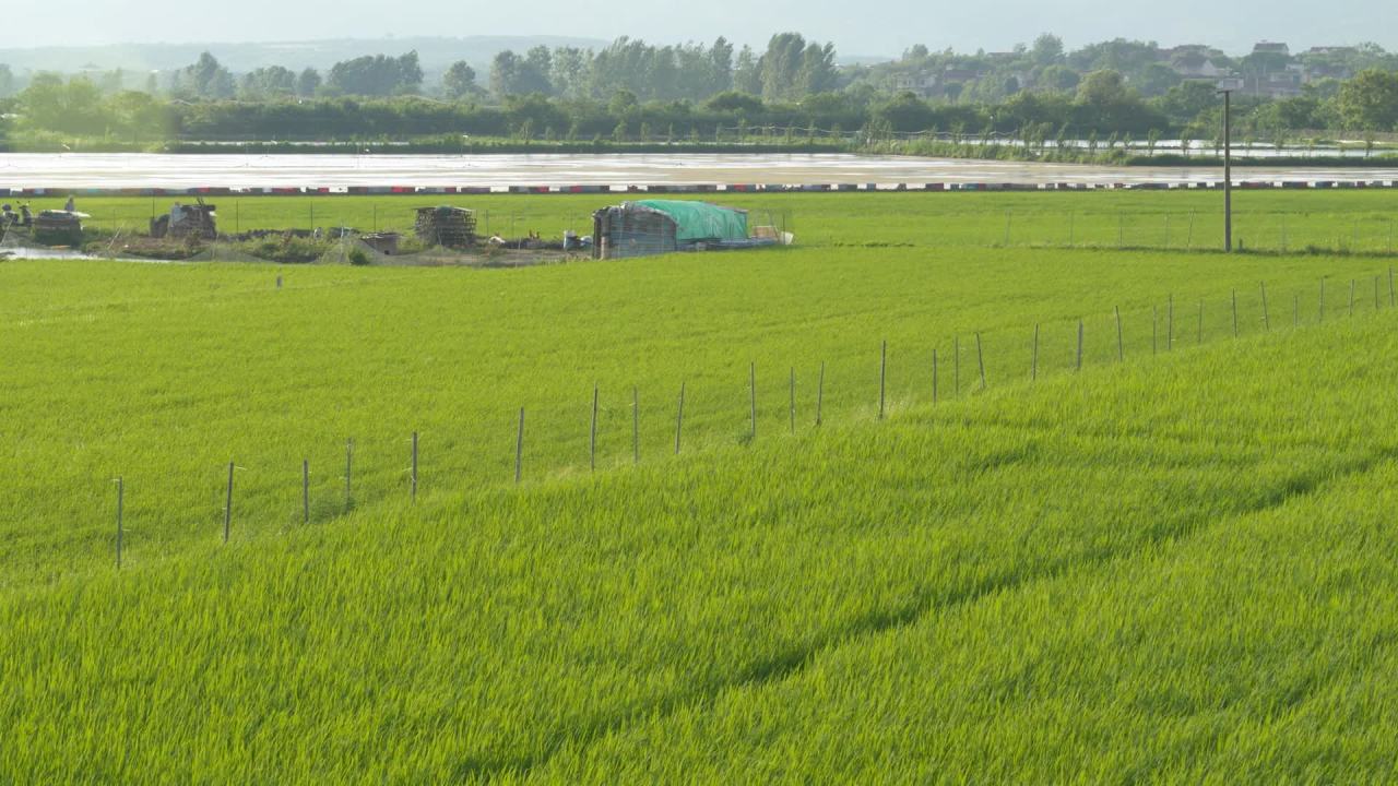 水稻五常大米田野粮食庄稼丰收 28