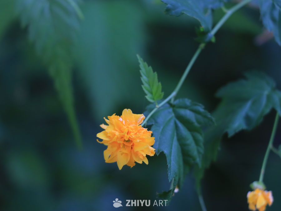春日里的黄色小花