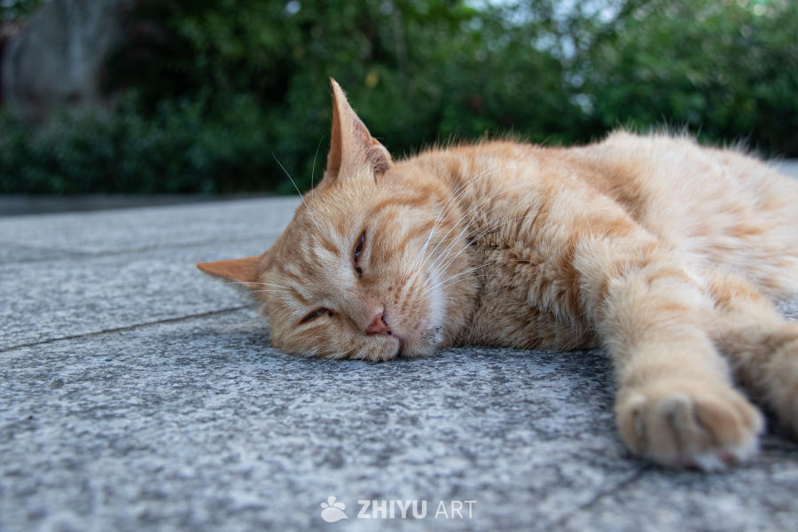 猫 13