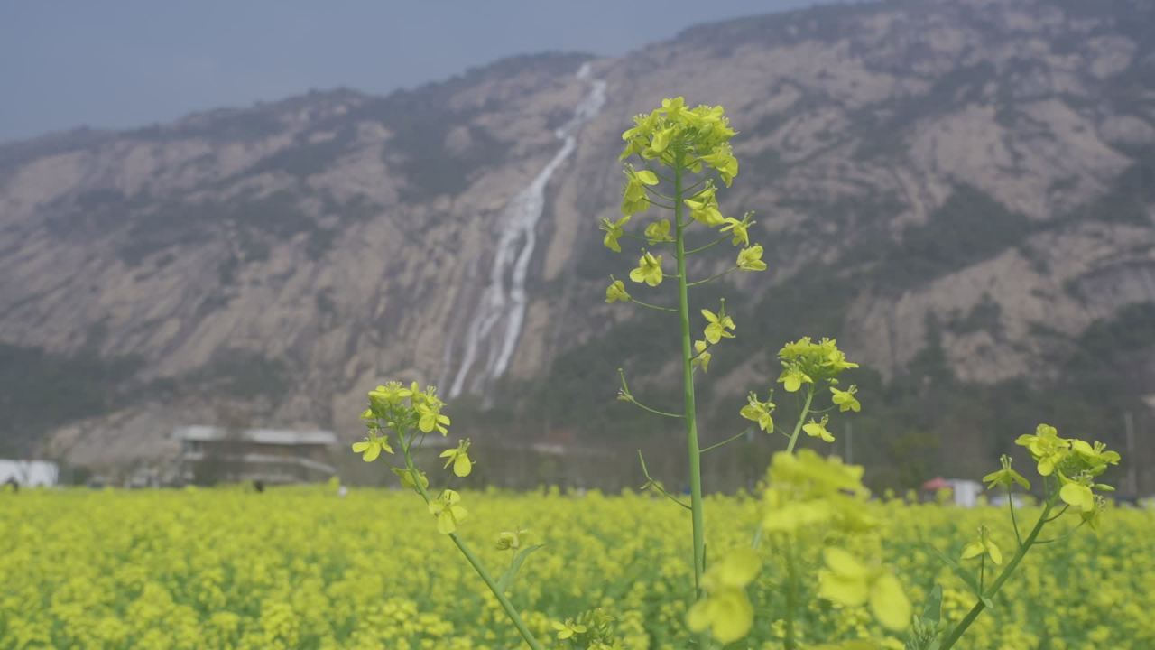 油菜花盛开 15
