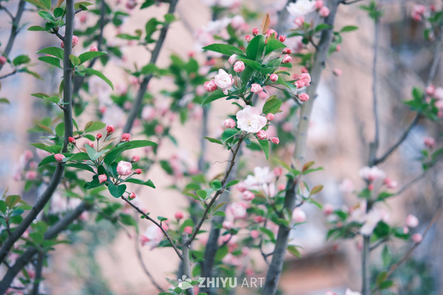 春天海棠花 2