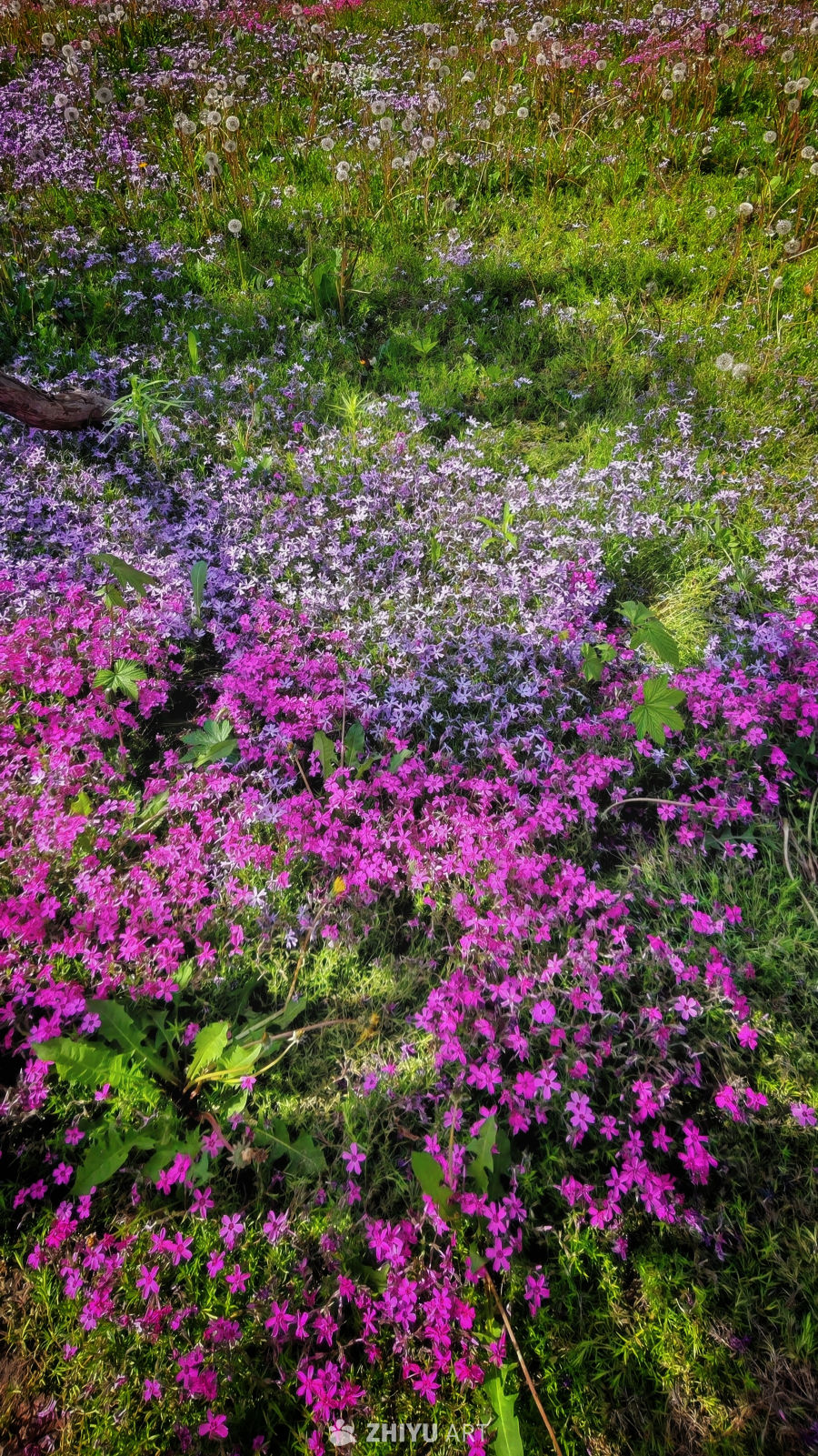 花海织春 芬芳烂漫