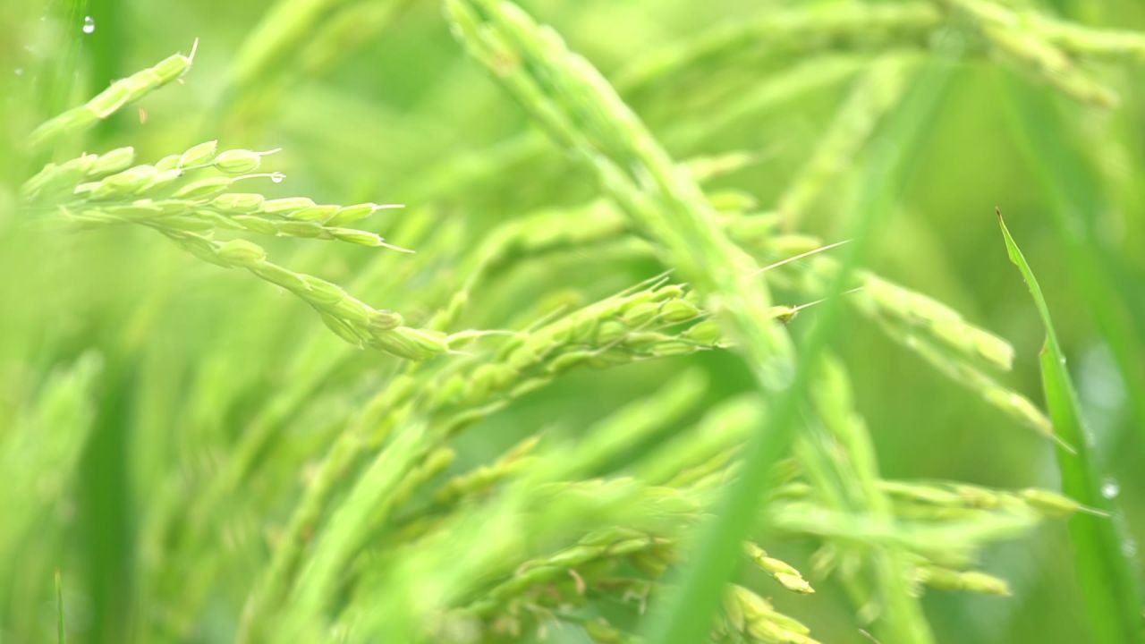 五常稻花香大米 3