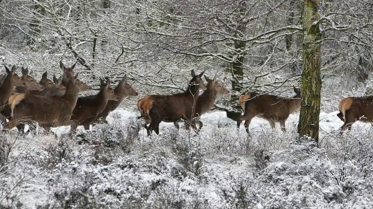 鹿群自然野生生活