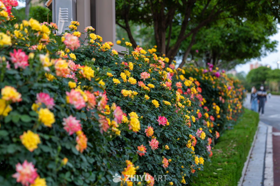 月季花 4