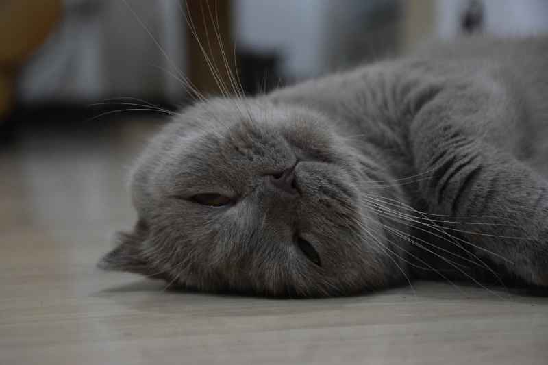 萌猫悠然