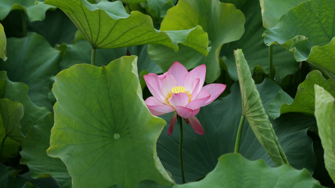 荷花 44