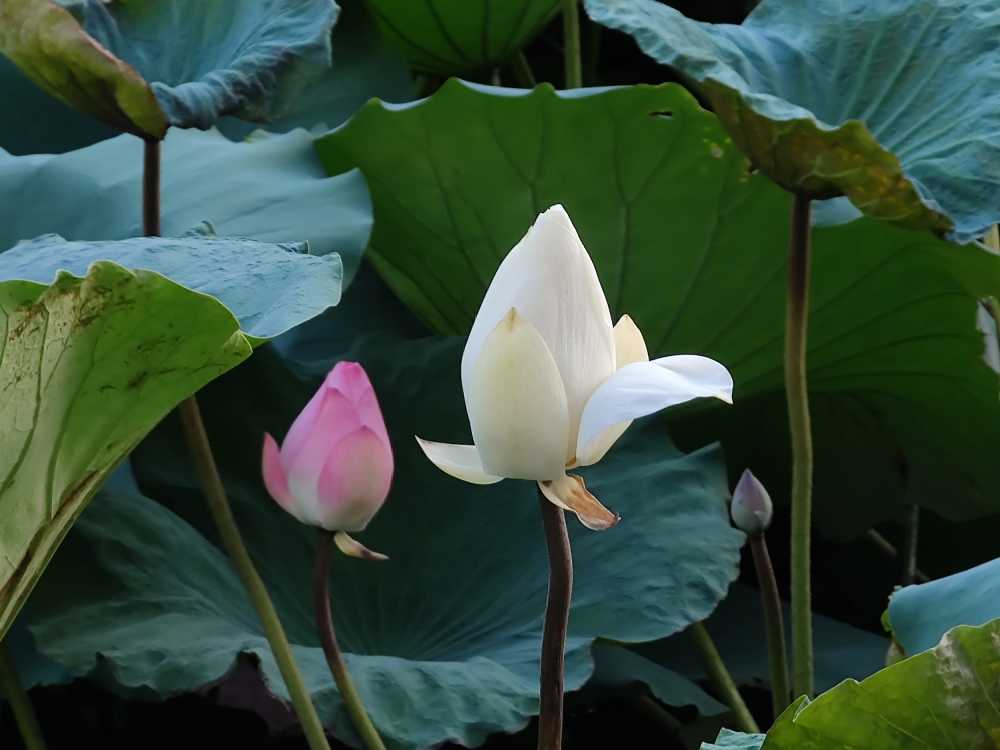 荷花
