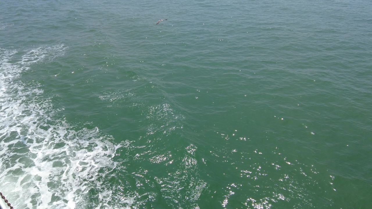 蓝色海洋大海海鸥船只实拍 