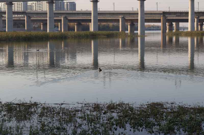 野鸭