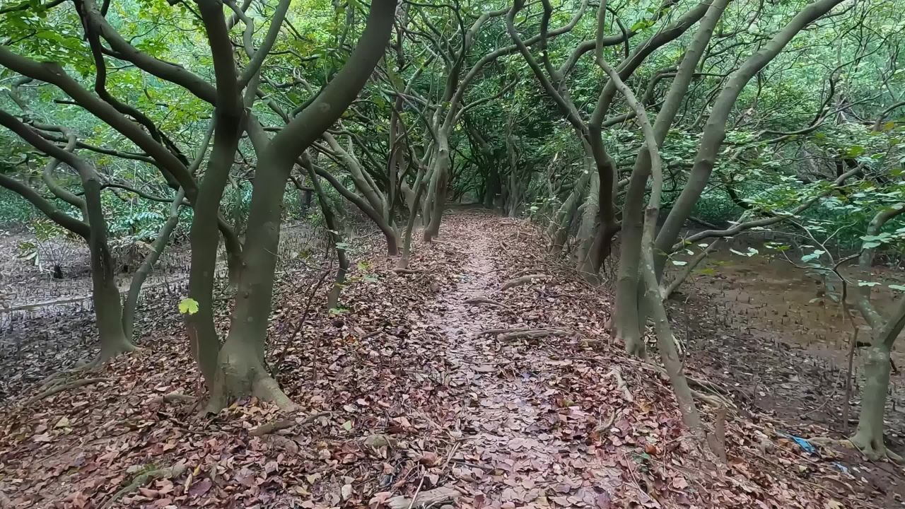 广东林间小道一