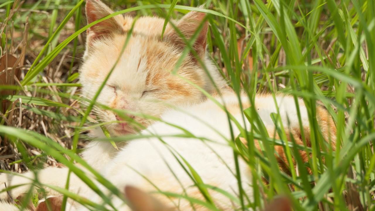 公园的小猫咪流浪猫 39