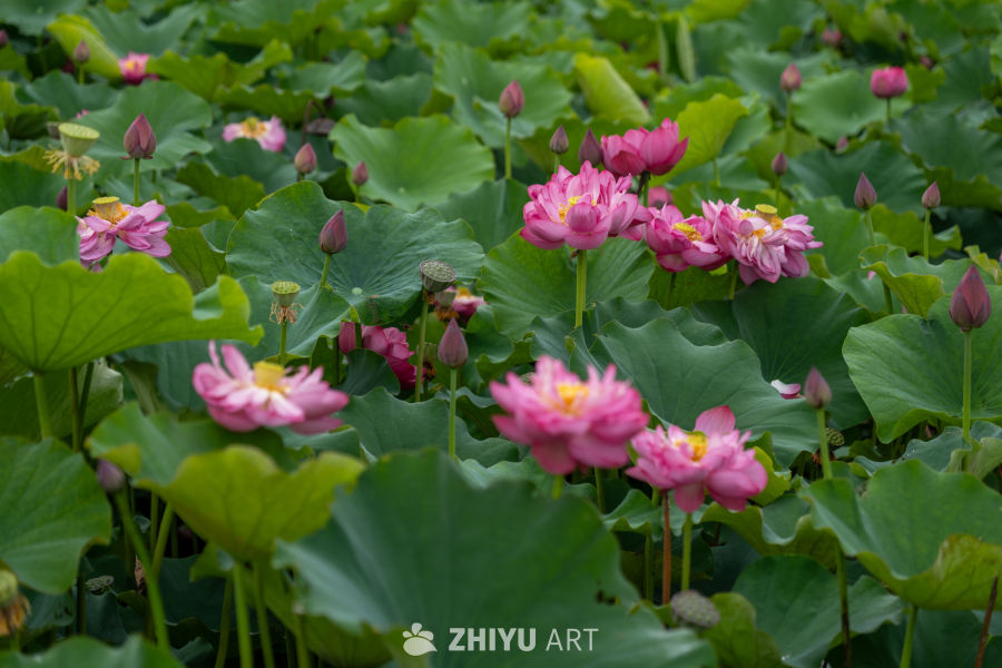 荷花 89
