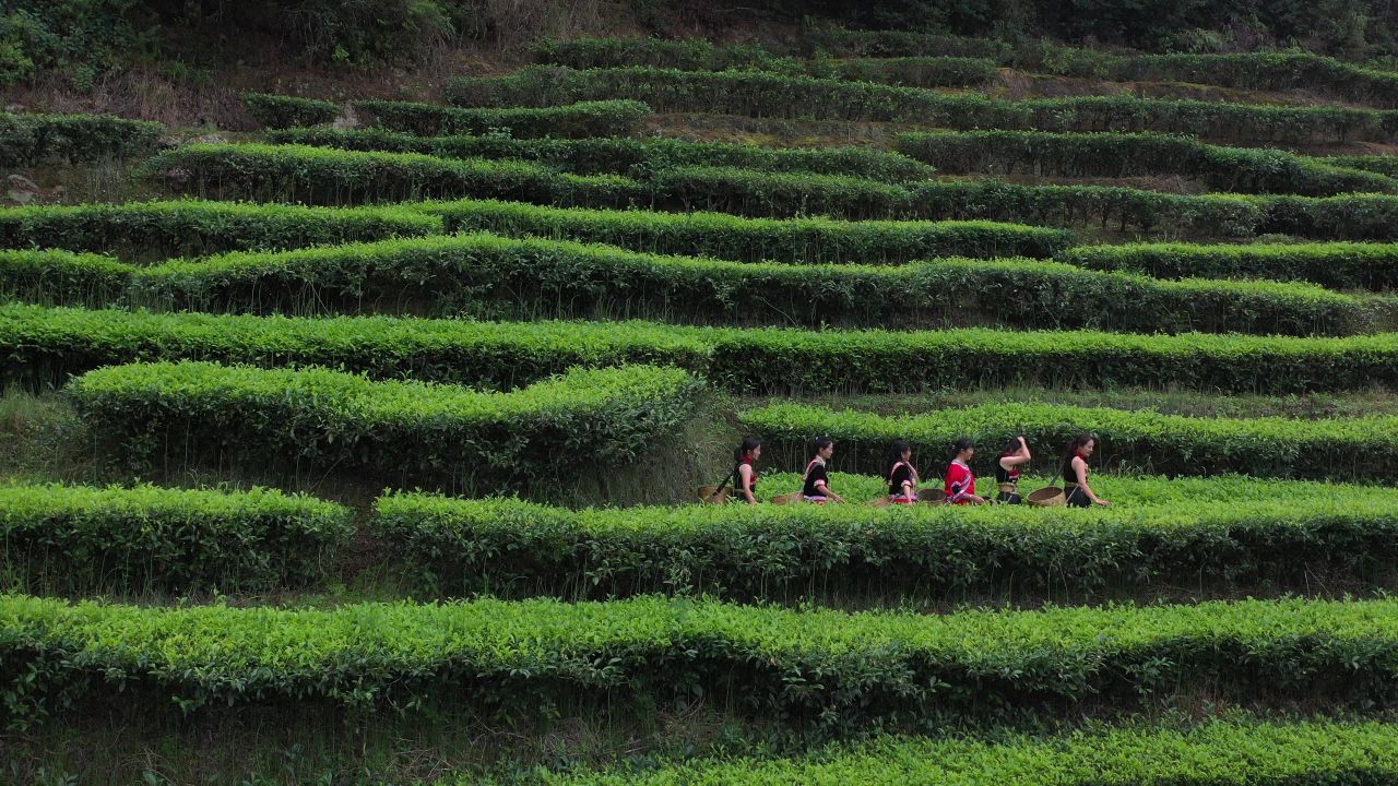 茶 21