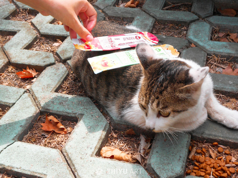 好米的猫猫