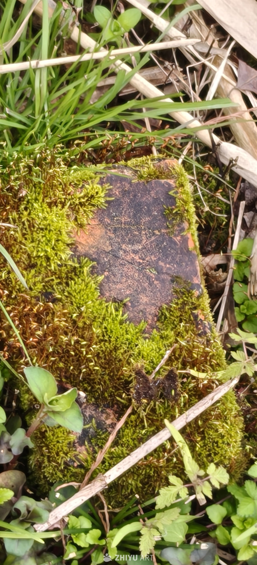 苔藓覆盖的旧砖块