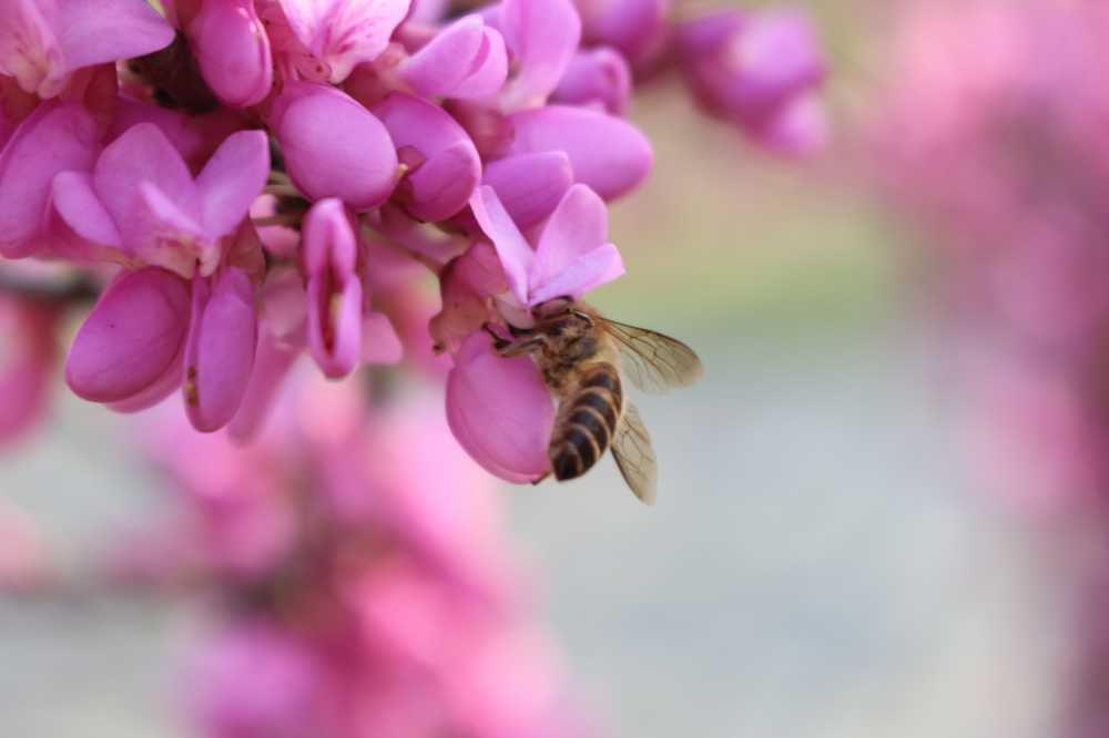 蜂花