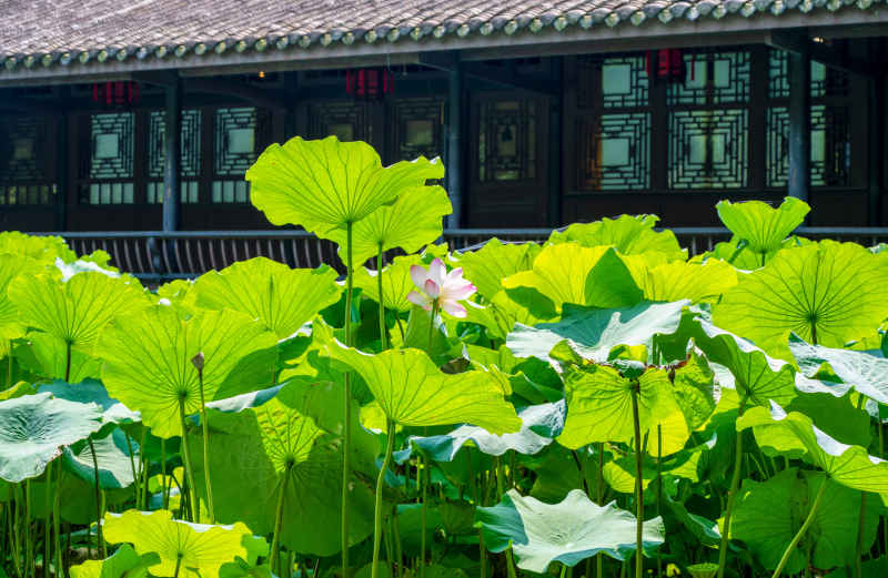 荷花