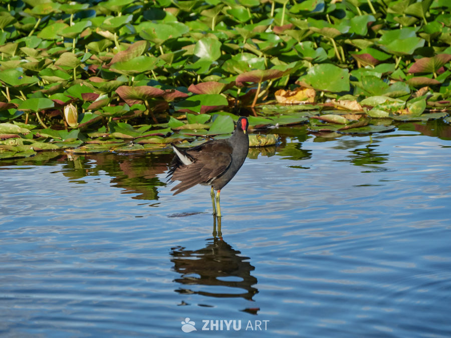 湿地水域黑水鸡栖息场景