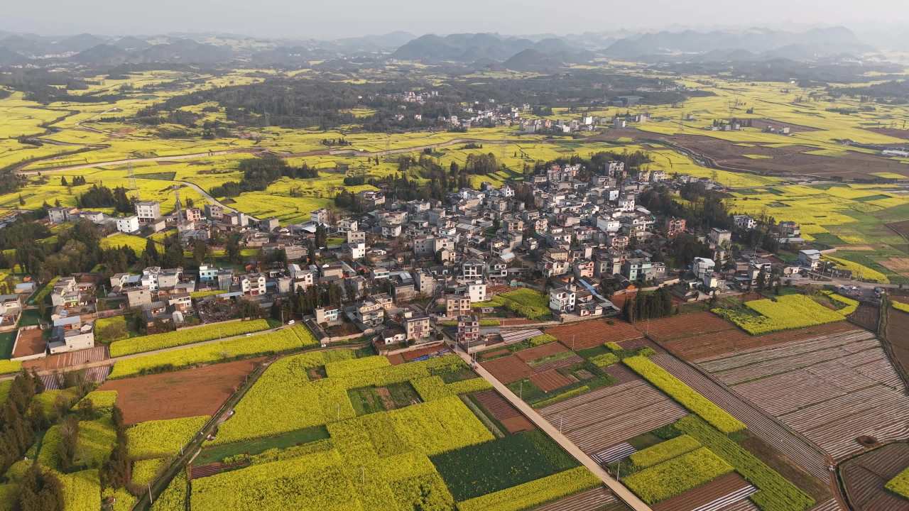乡村油菜花海