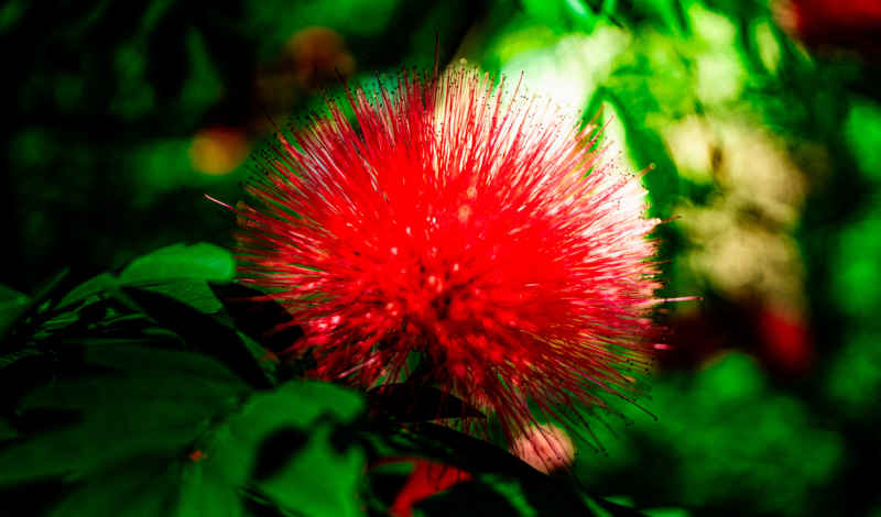 小花