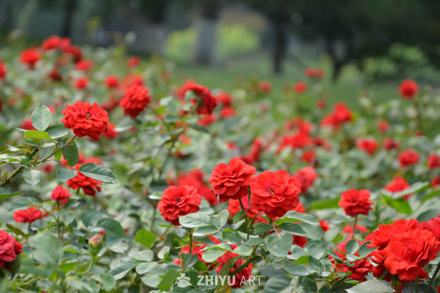 月季花