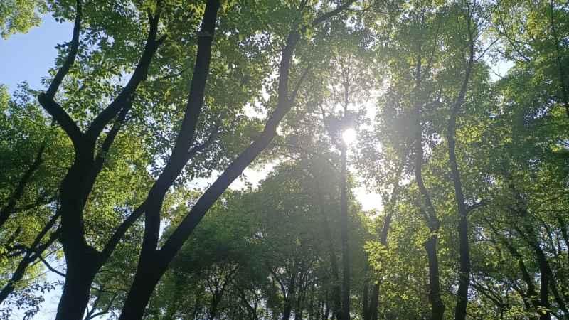 森林