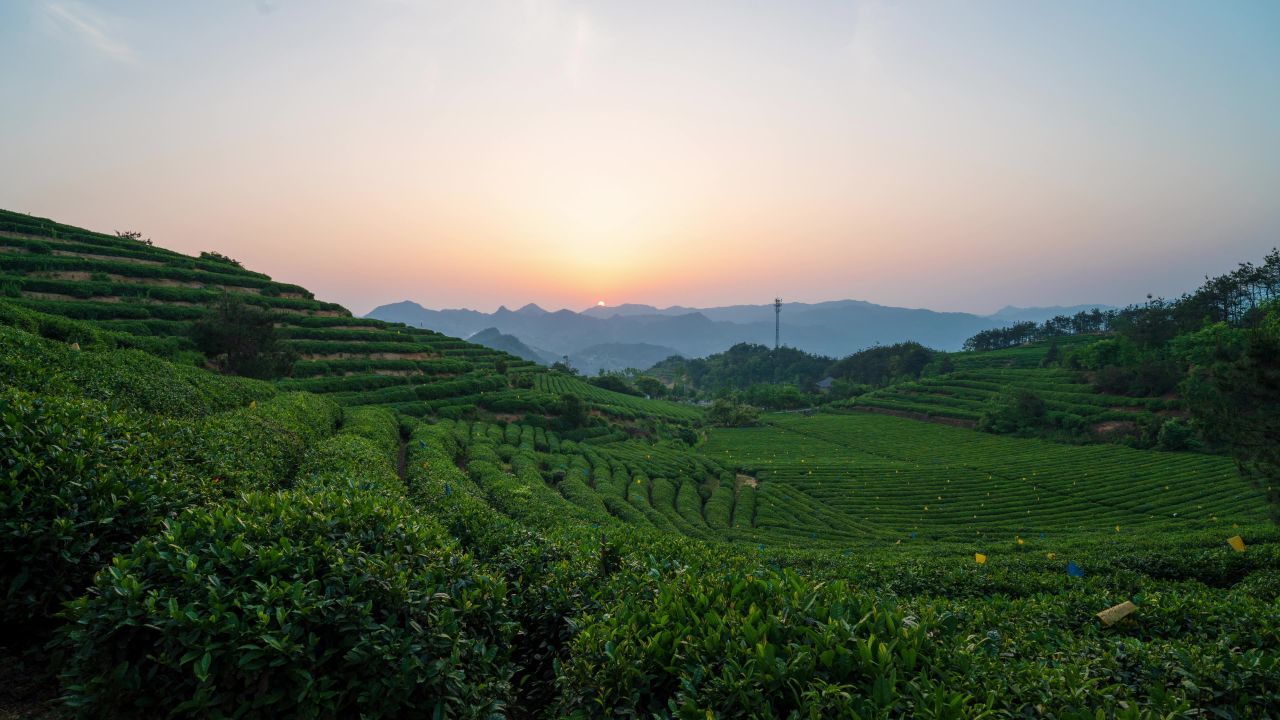 雾云山茶园日出延时