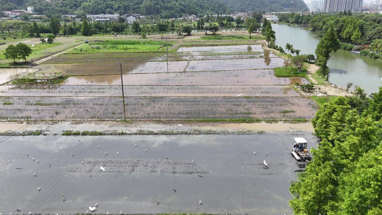 乡村水田与白鹭的和谐景象