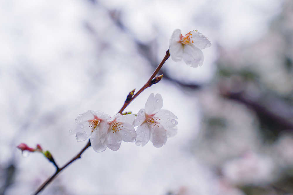 樱花季