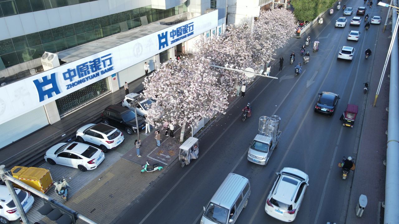 平顶山湛北路玉兰花航拍空镜