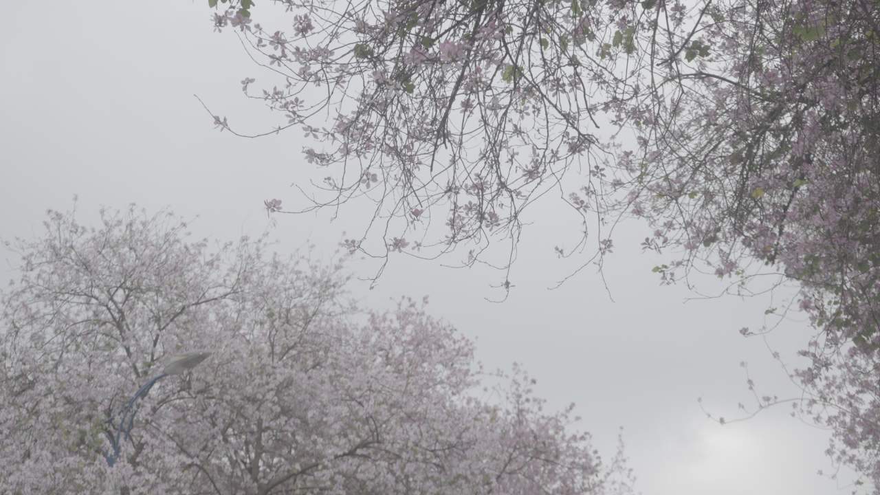 紫荆花 7