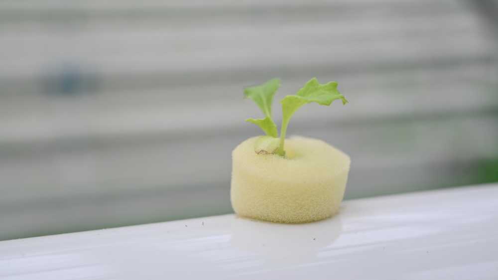 花草植物 5