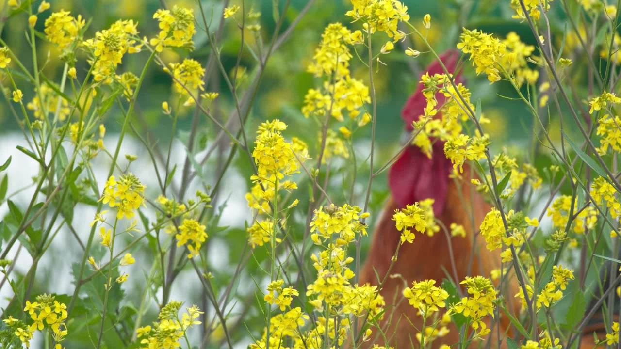 春天农村油菜花田野 34